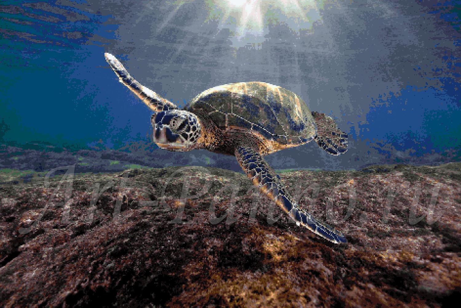 Морские черепахи жизнь. Черепаха Каретта-Каретта. Черепаха Каретта (логгерхед). Атлантическая Ридлея черепаха. Водоплавающая черепаха морская.